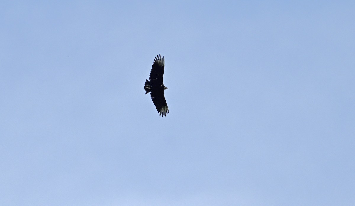 Black Vulture - ML642085650