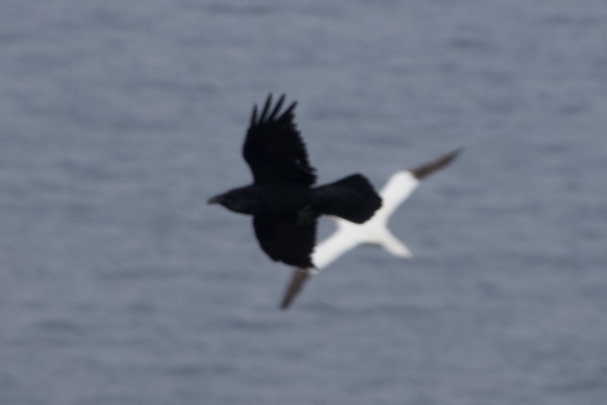 Common Raven - ML642085667