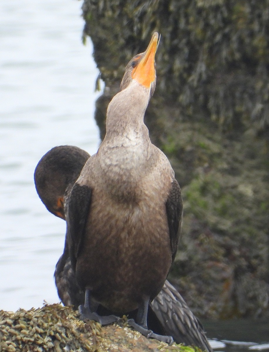 Cormorán Orejudo - ML642085674