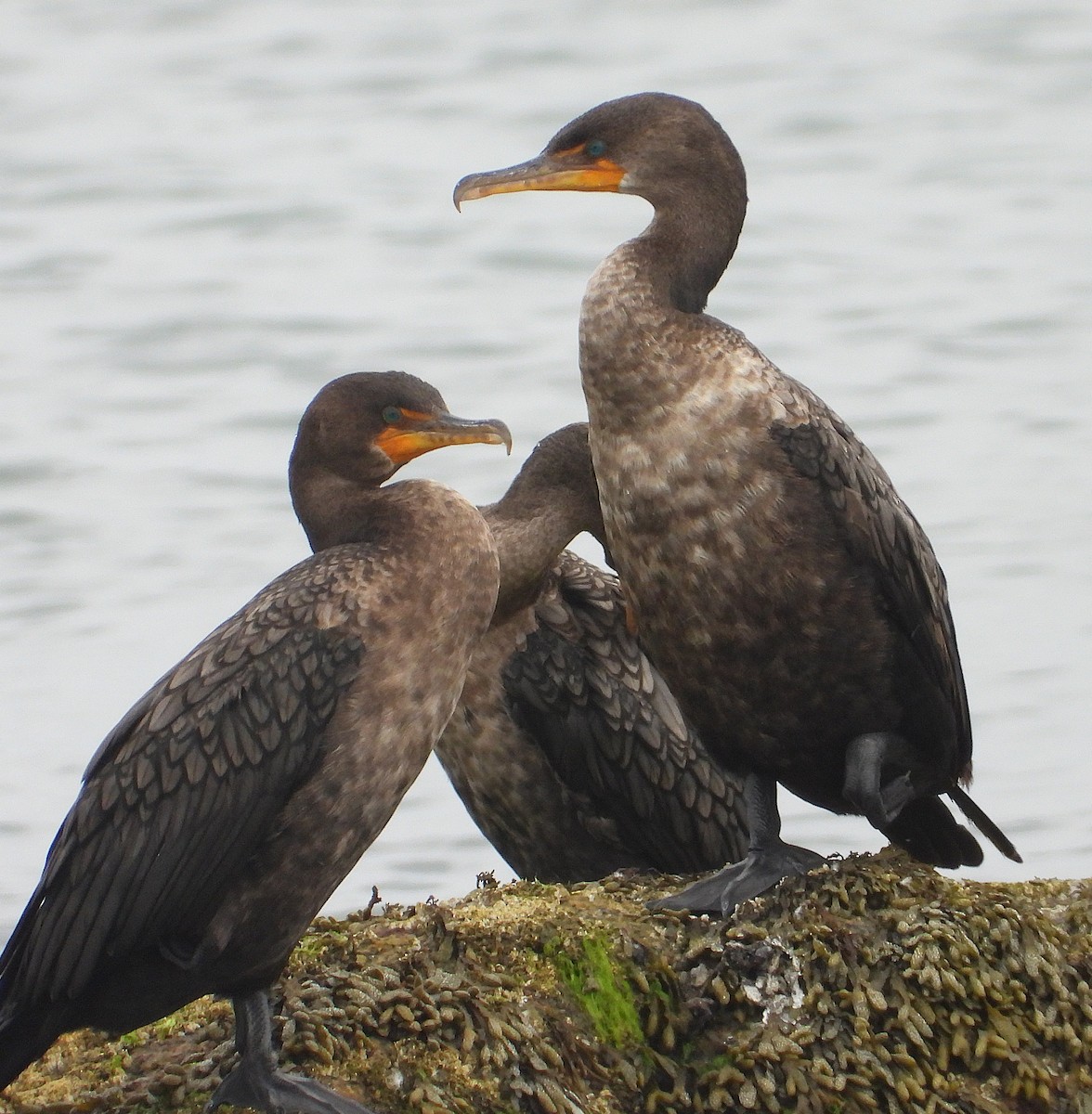 Cormorán Orejudo - ML642085675