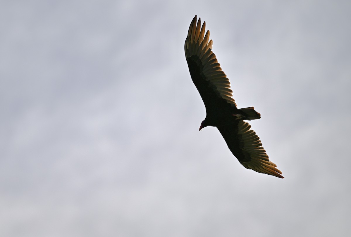 Turkey Vulture - ML642085684