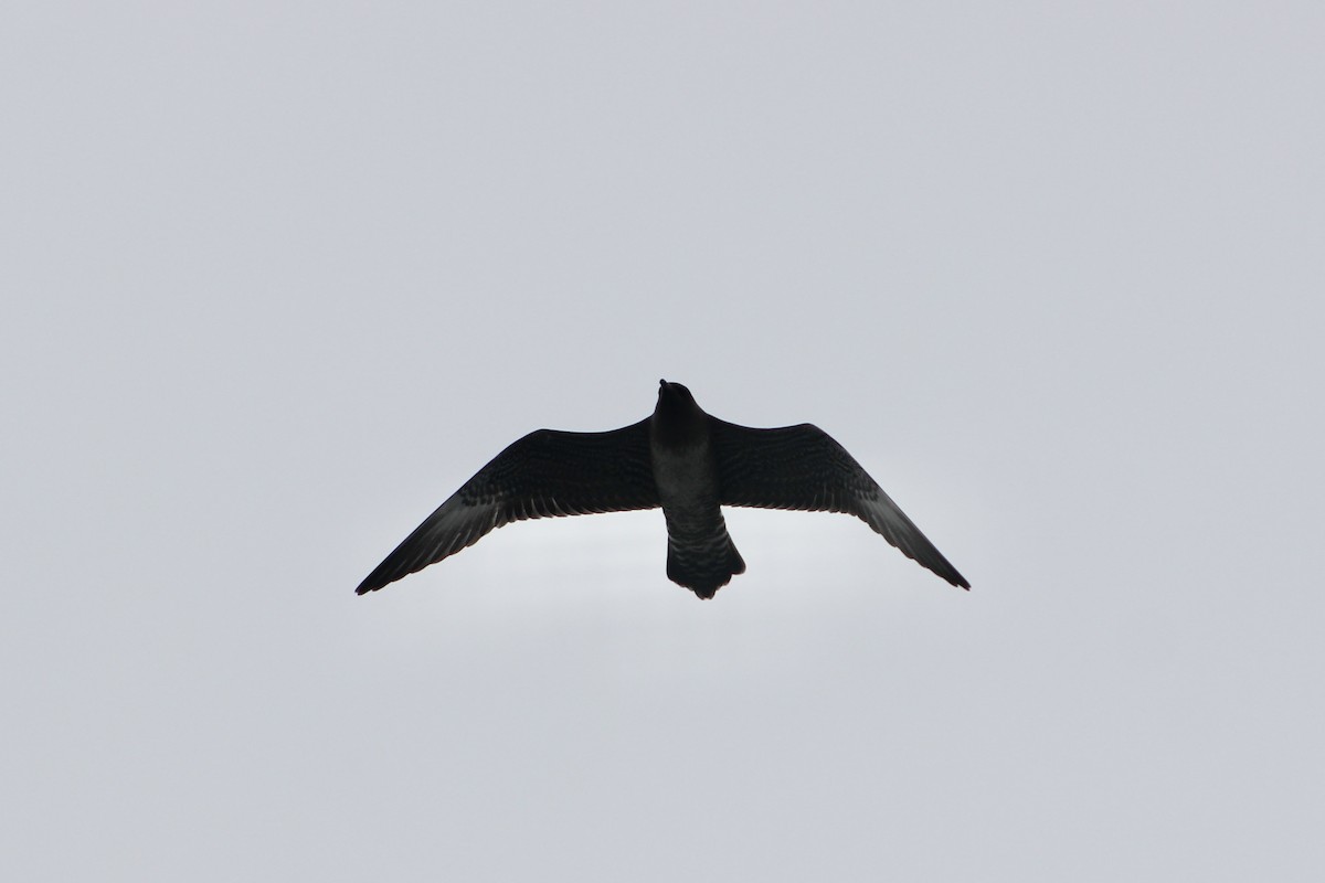 Long-tailed Jaeger - ML642085686