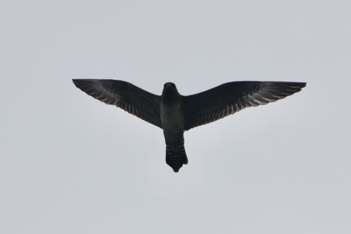 Long-tailed Jaeger - ML642085687
