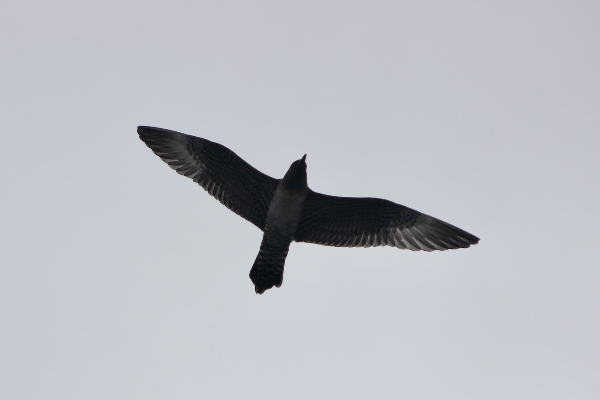 Long-tailed Jaeger - ML642085688