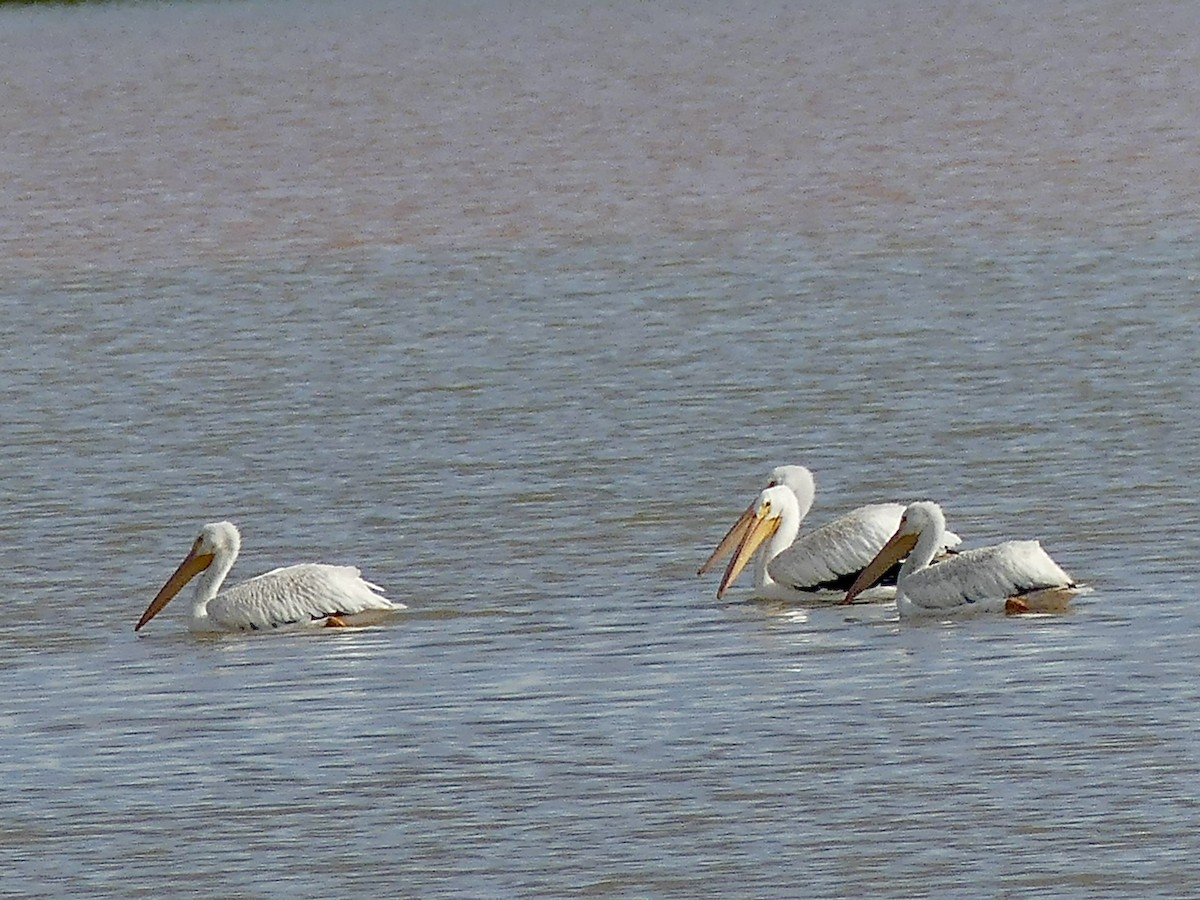 American White Pelican - ML642085696