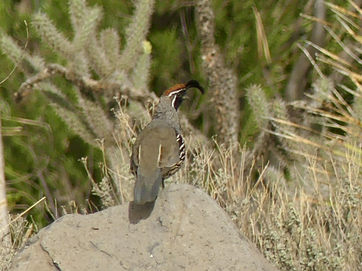 Gambel's Quail - ML642085703