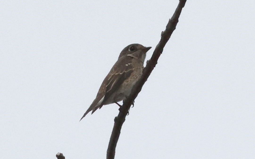 Dark-sided Flycatcher - ML642085708