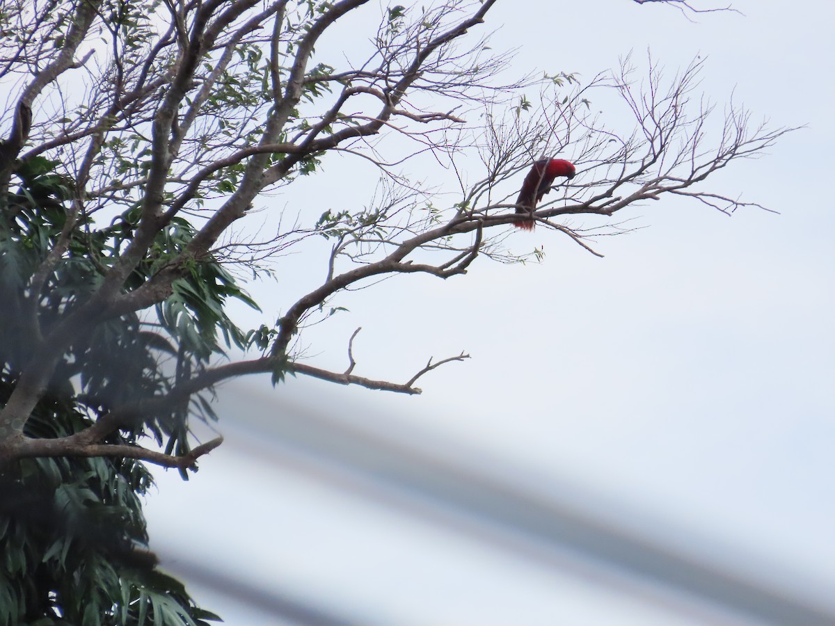 eclectus sp. - ML642085714