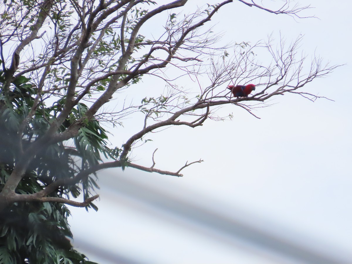 eclectus sp. - ML642085715