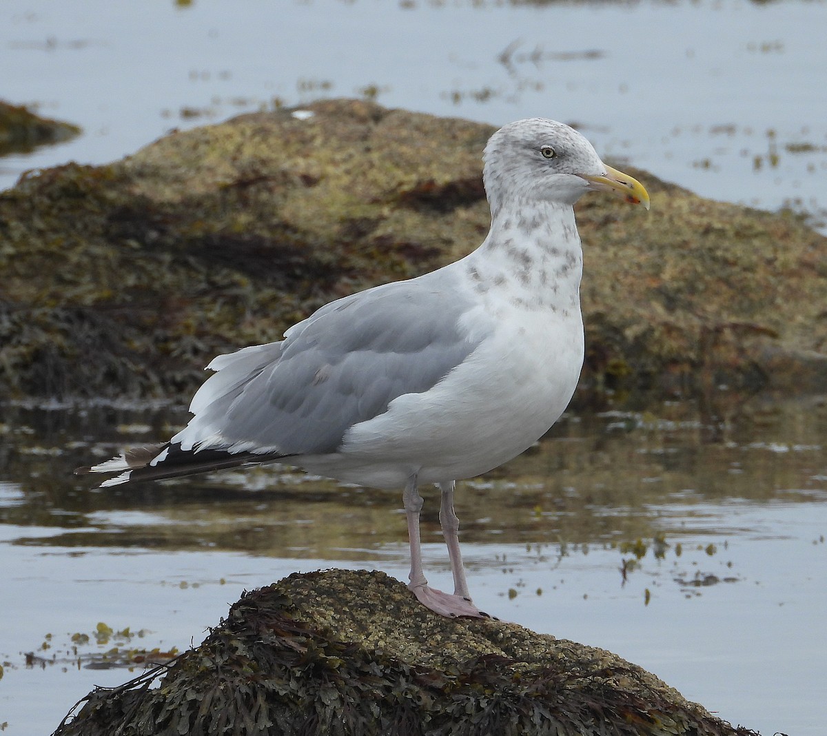 American Herring Gull - ML642085716