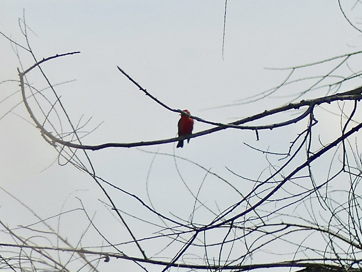 Vermilion Flycatcher - ML642085736