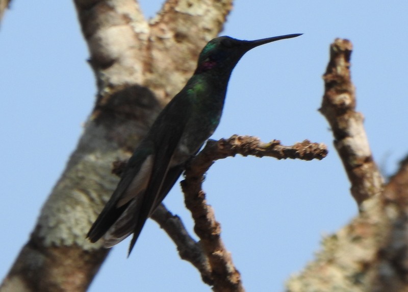 Amethystohrkolibri - ML642085741