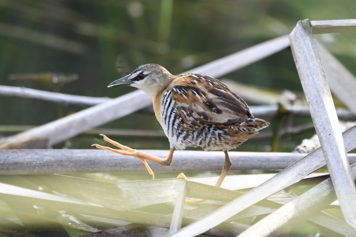 Yellow-breasted Crake - ML642085743