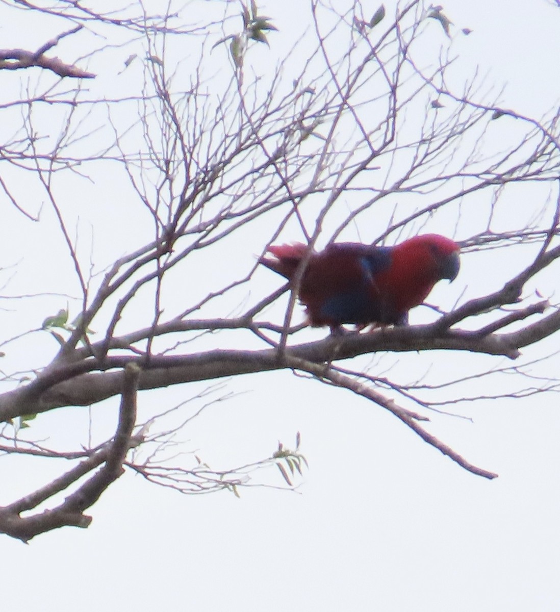 eclectus sp. - ML642085762