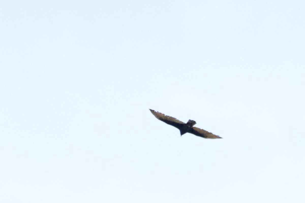 Turkey Vulture - ML642085825