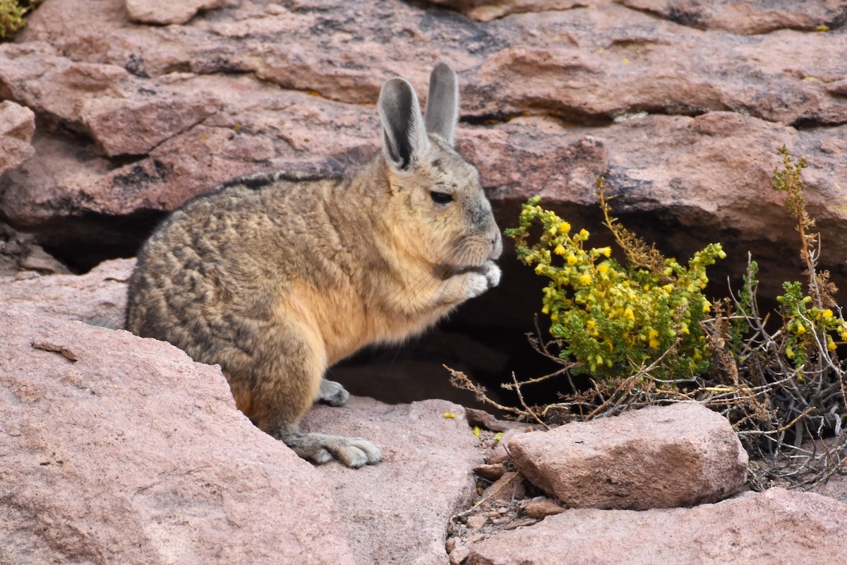 Mountain Viscacha - ML642085827