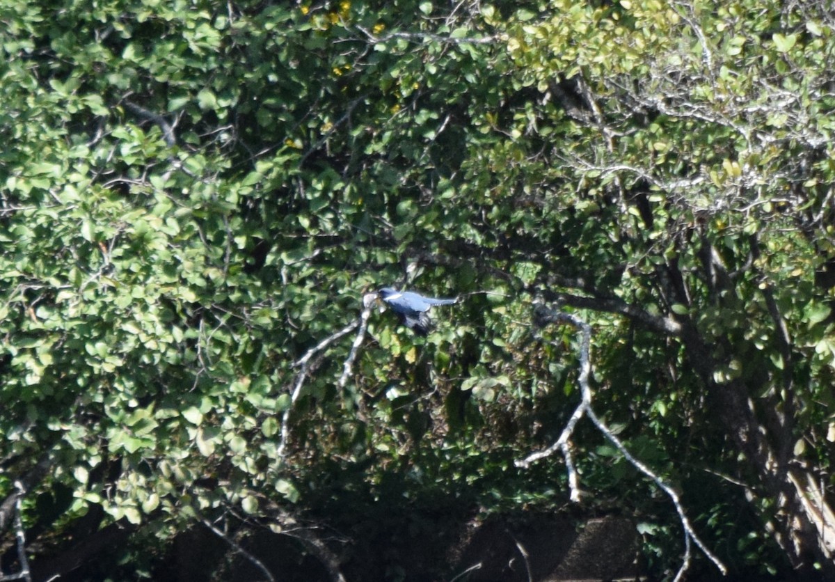 Belted Kingfisher - ML642085837