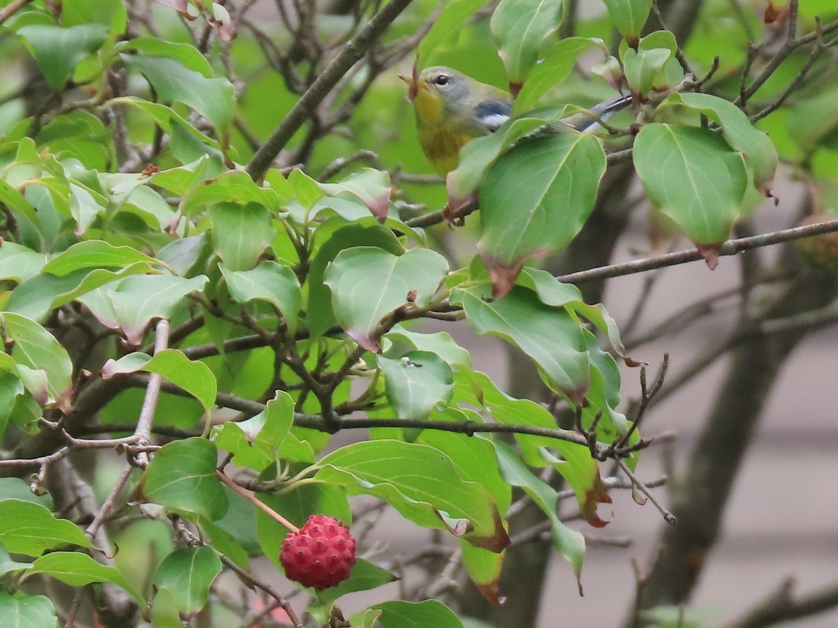 Northern Parula - ML642085839