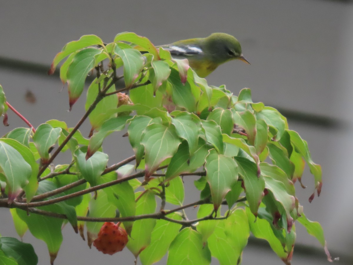 Northern Parula - ML642085840
