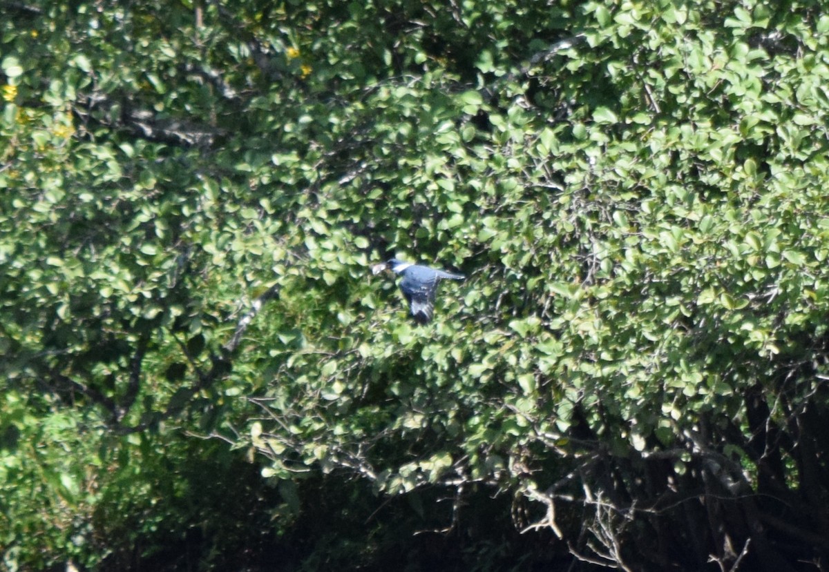 Belted Kingfisher - ML642085850