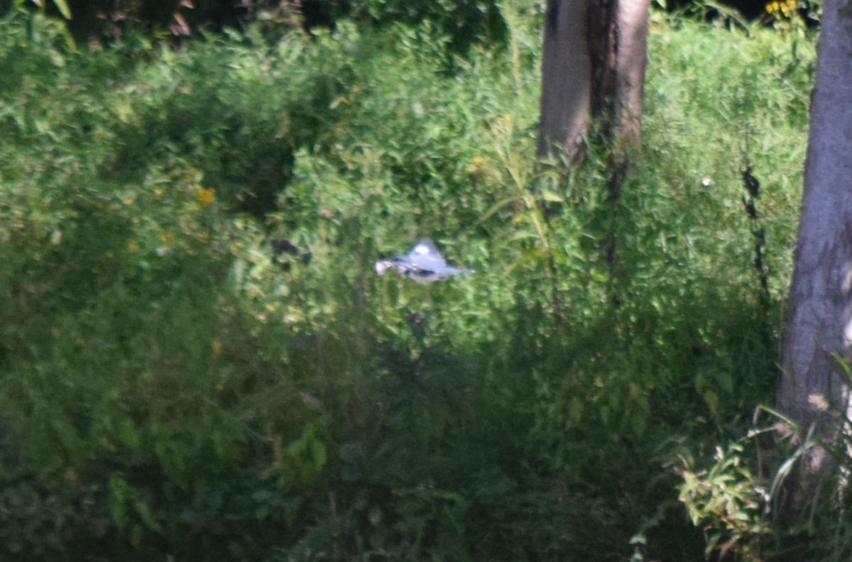 Belted Kingfisher - ML642085851