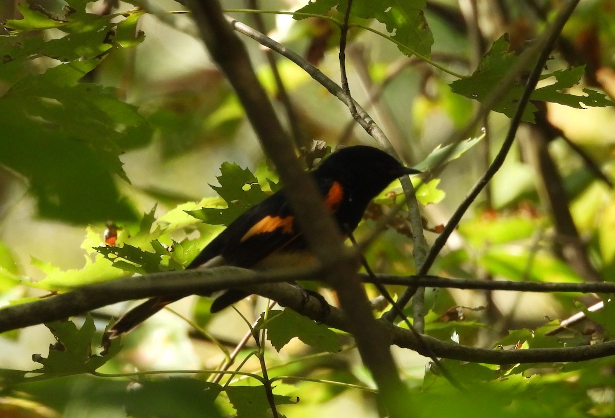 American Redstart - ML642085870