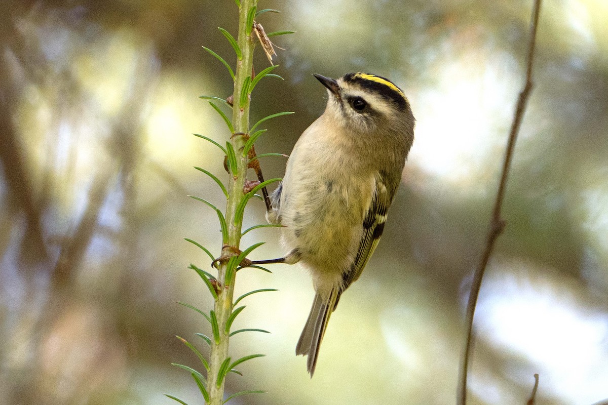 Golden-crowned Kinglet - ML642085891
