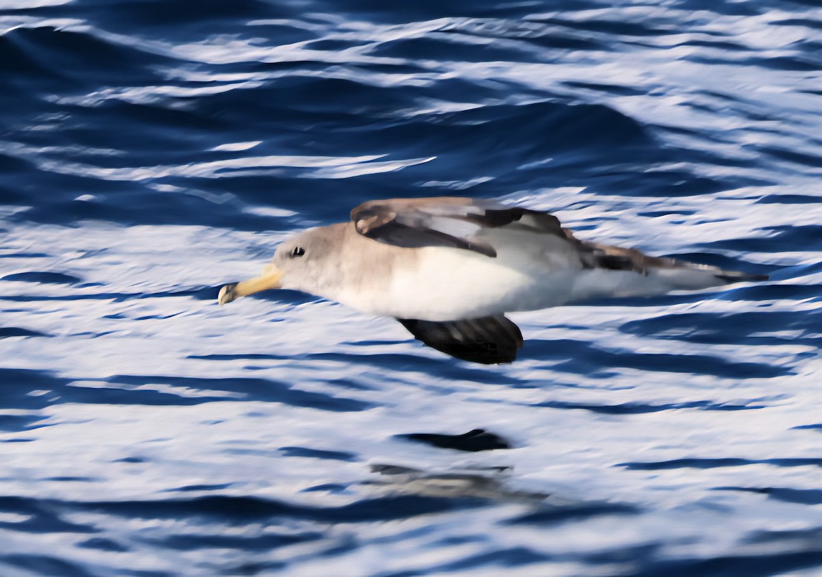 Scopoli's Shearwater - ML642085904