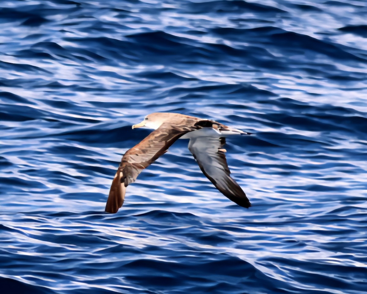 Scopoli's Shearwater - ML642085905