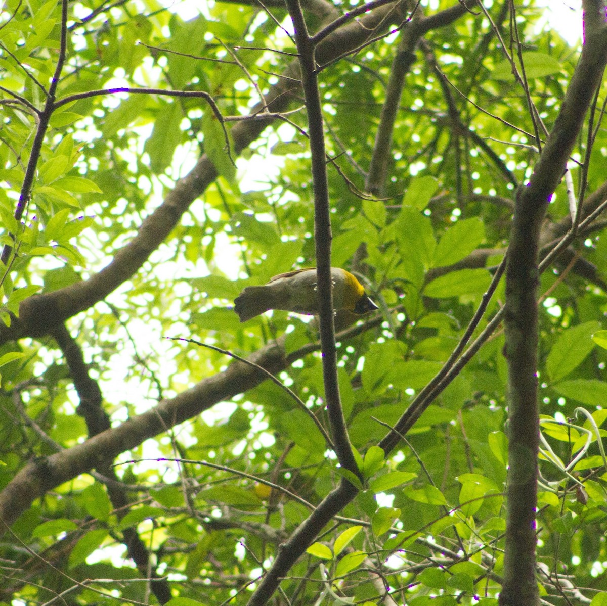 Black-faced Grosbeak - ML642085906