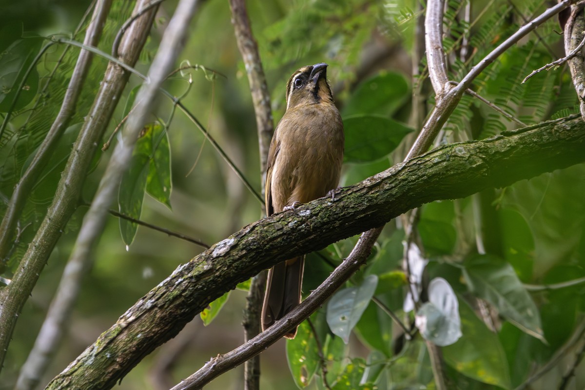Thick-billed Saltator - ML642085913