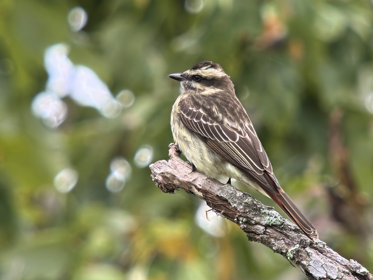 Variegated Flycatcher - ML642085924