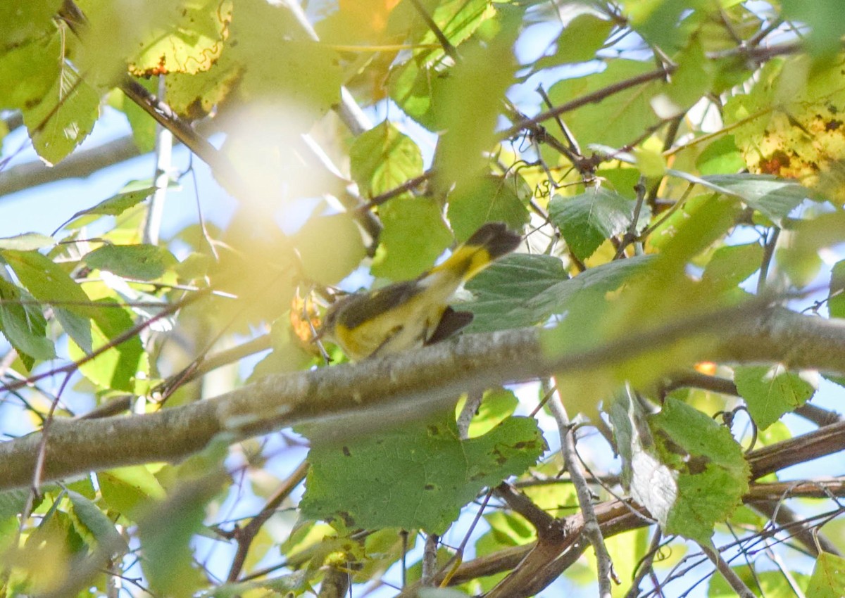 American Redstart - ML642085977