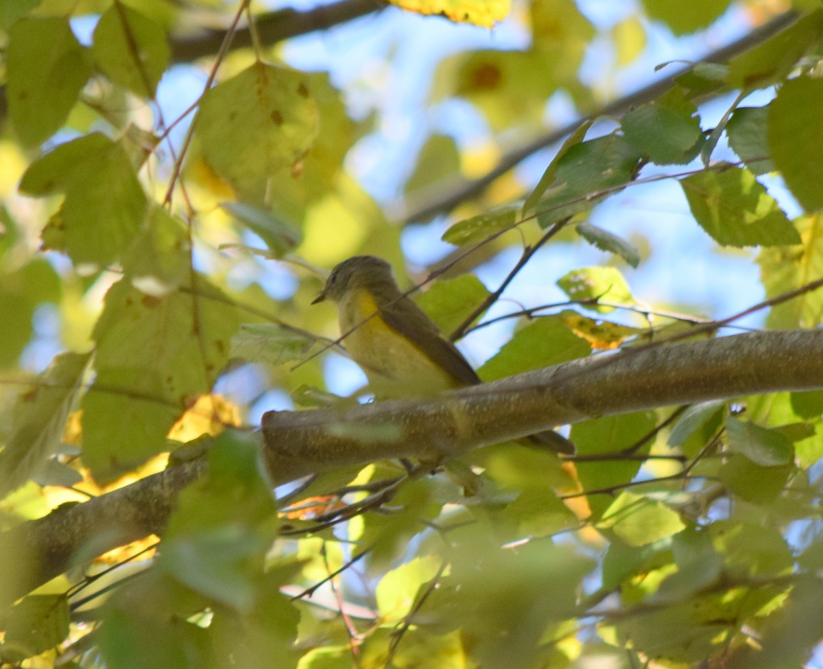 American Redstart - ML642085980