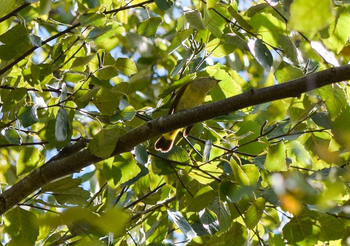 American Redstart - ML642085981