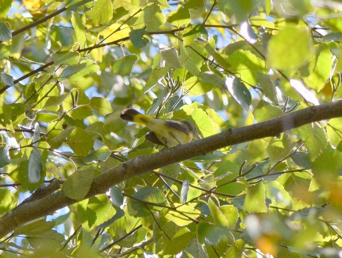 American Redstart - ML642085994