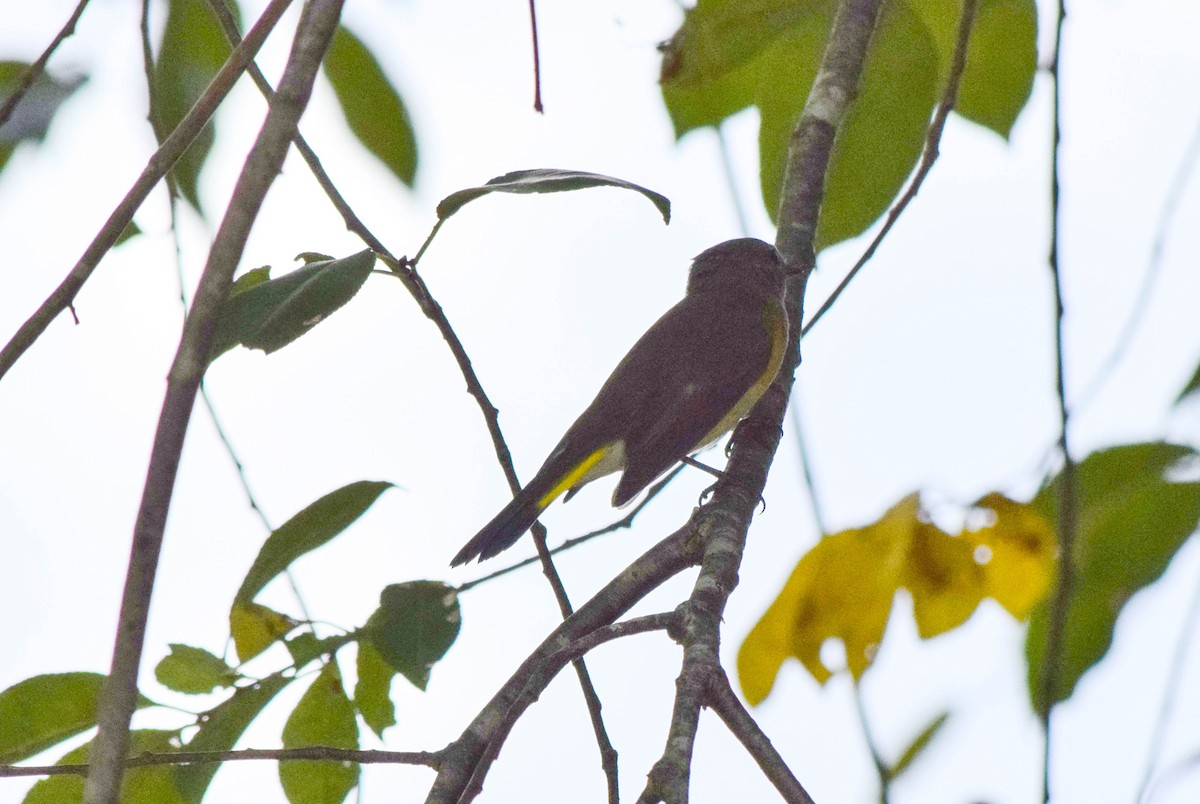 American Redstart - ML642085997