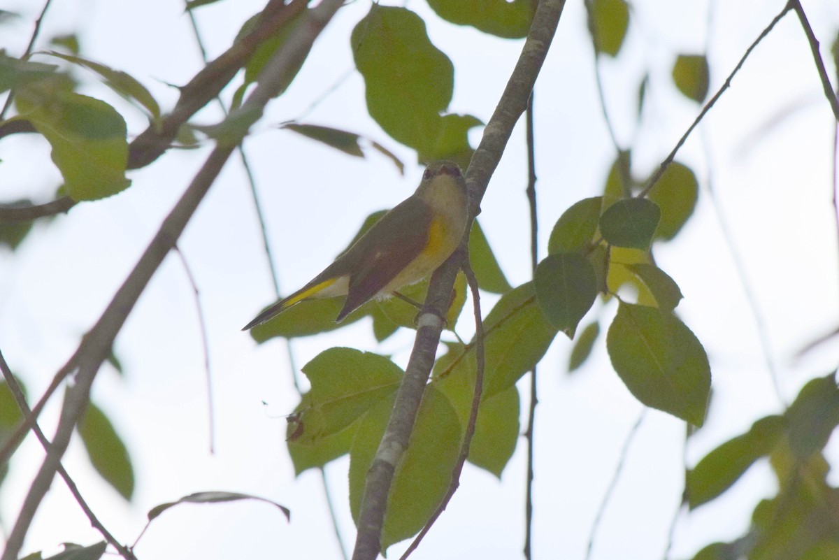 American Redstart - ML642085998
