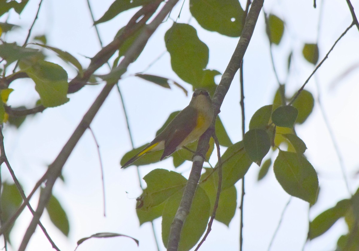 American Redstart - ML642086000