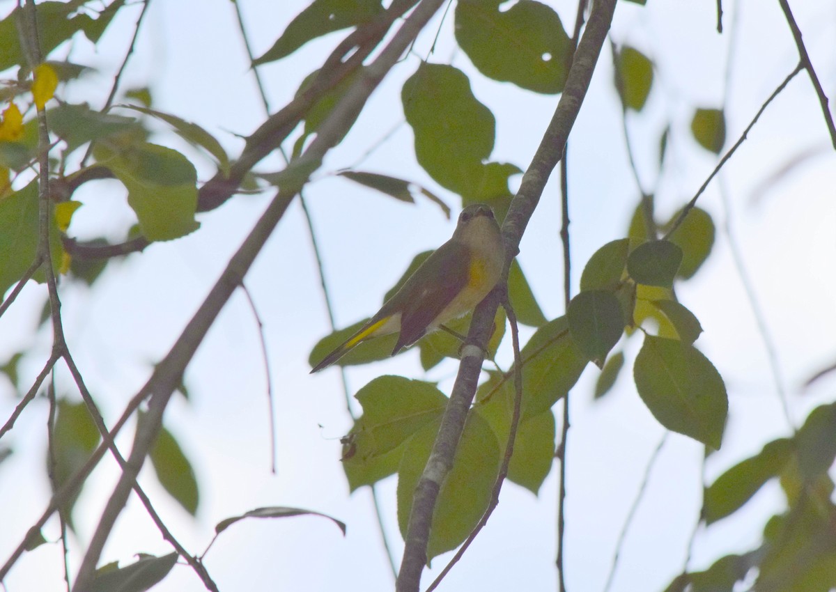 American Redstart - ML642086002