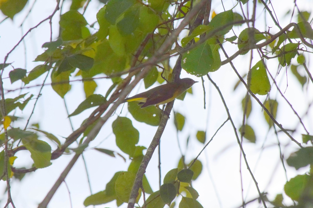 American Redstart - ML642086006