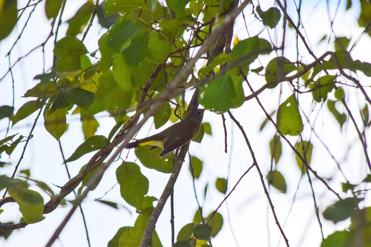 American Redstart - ML642086008