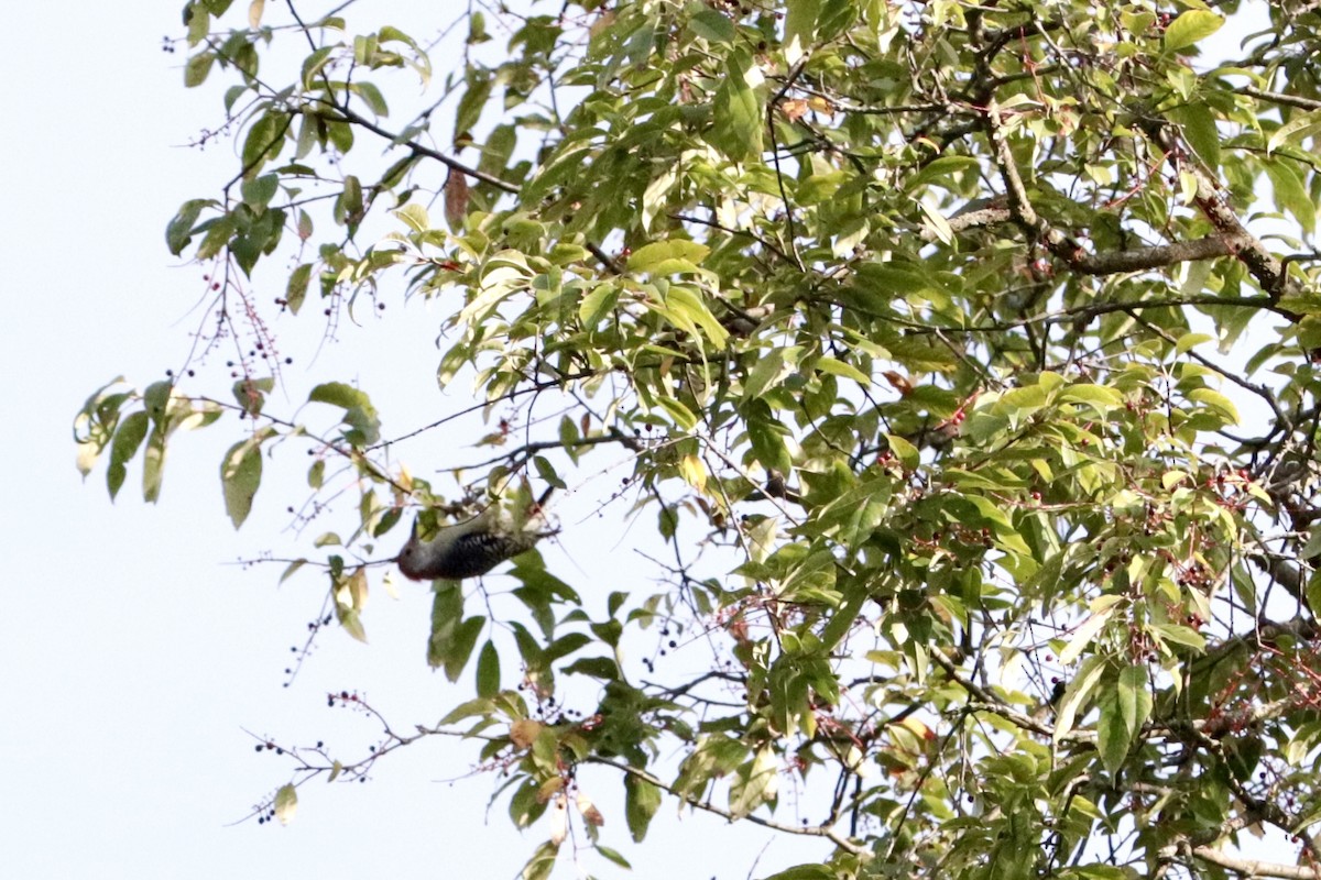 Red-bellied Woodpecker - ML642086010