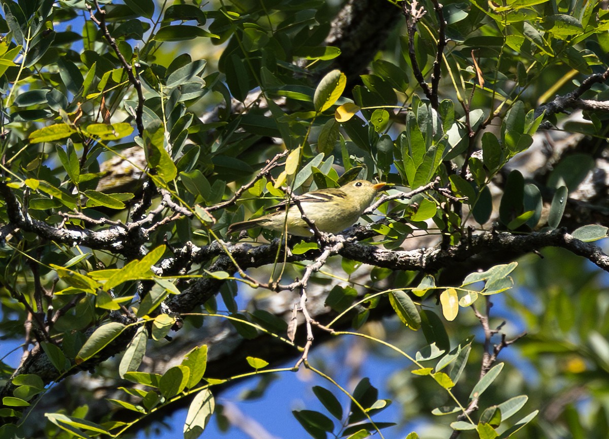 Yellow-bellied Flycatcher - ML642086012