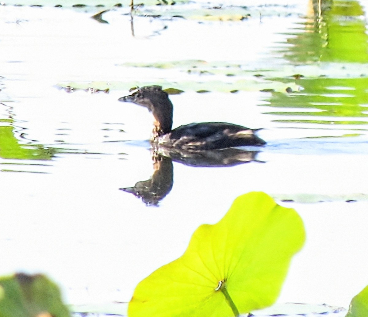 Pied-billed Grebe - ML642086025