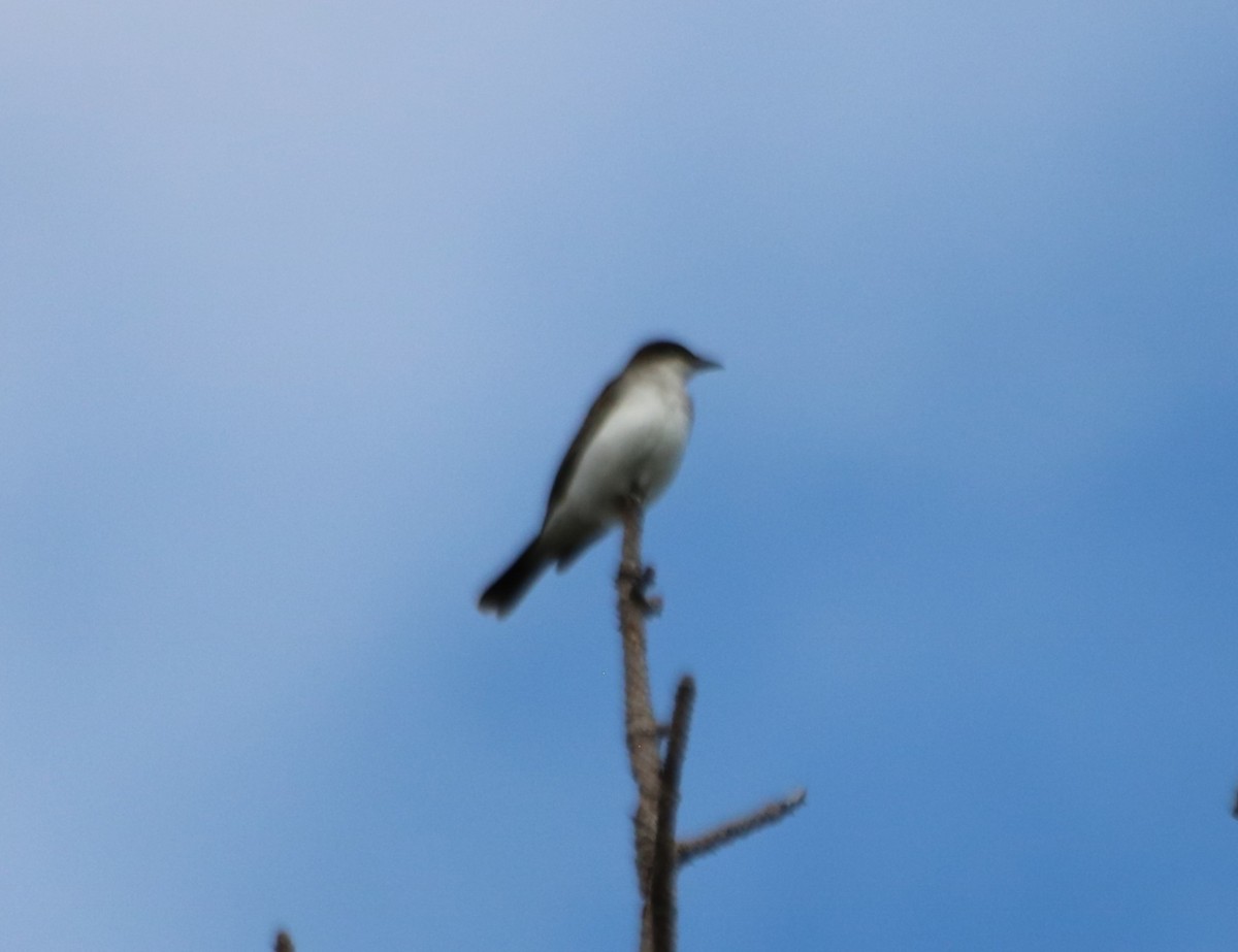 Eastern Kingbird - ML642086028