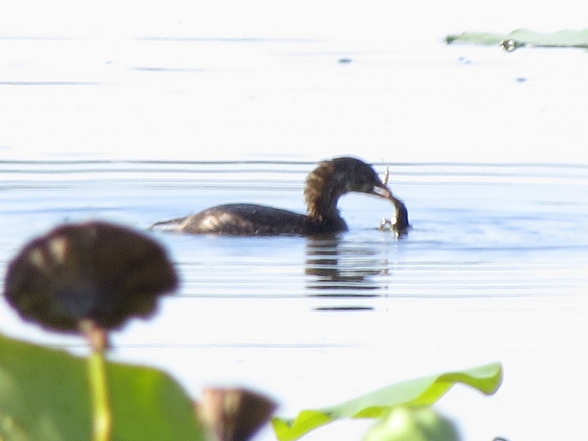 Pied-billed Grebe - ML642086037