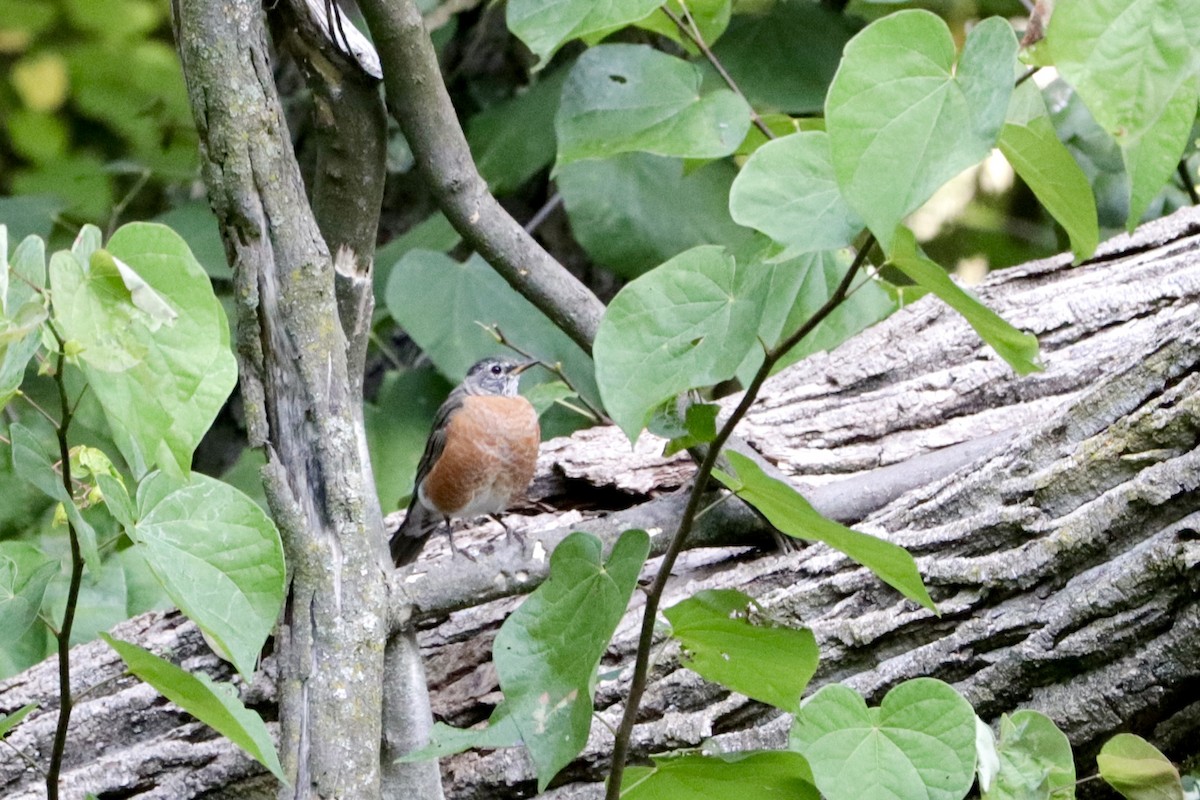 American Robin - ML642086040