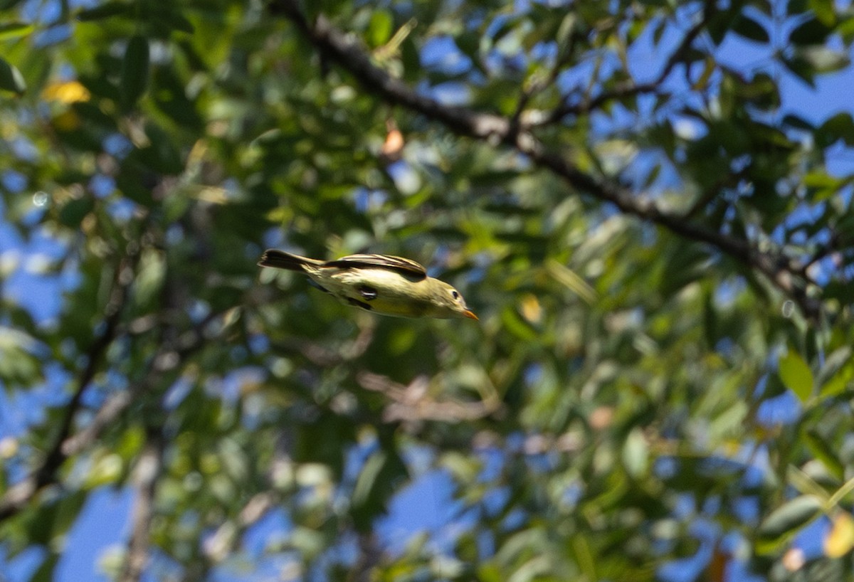Yellow-bellied Flycatcher - ML642086045