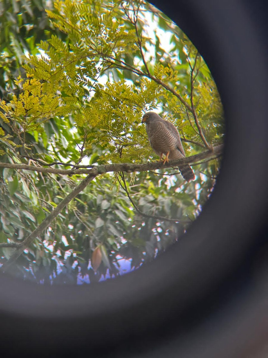 Roadside Hawk - ML642086046